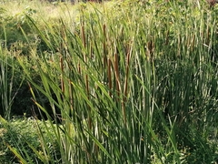 Typha domingensis