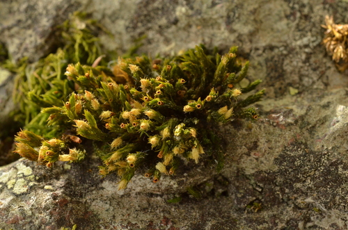 Lewinskya rupestris observed 2026-07-13