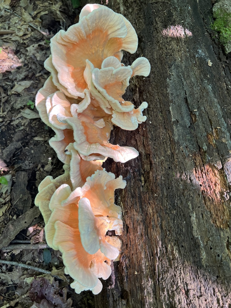 White-pored Chicken of the Woods · July 2026 · photo: Photo: (c) Mark Richman, some rights reserved (CC BY) · iNaturalist