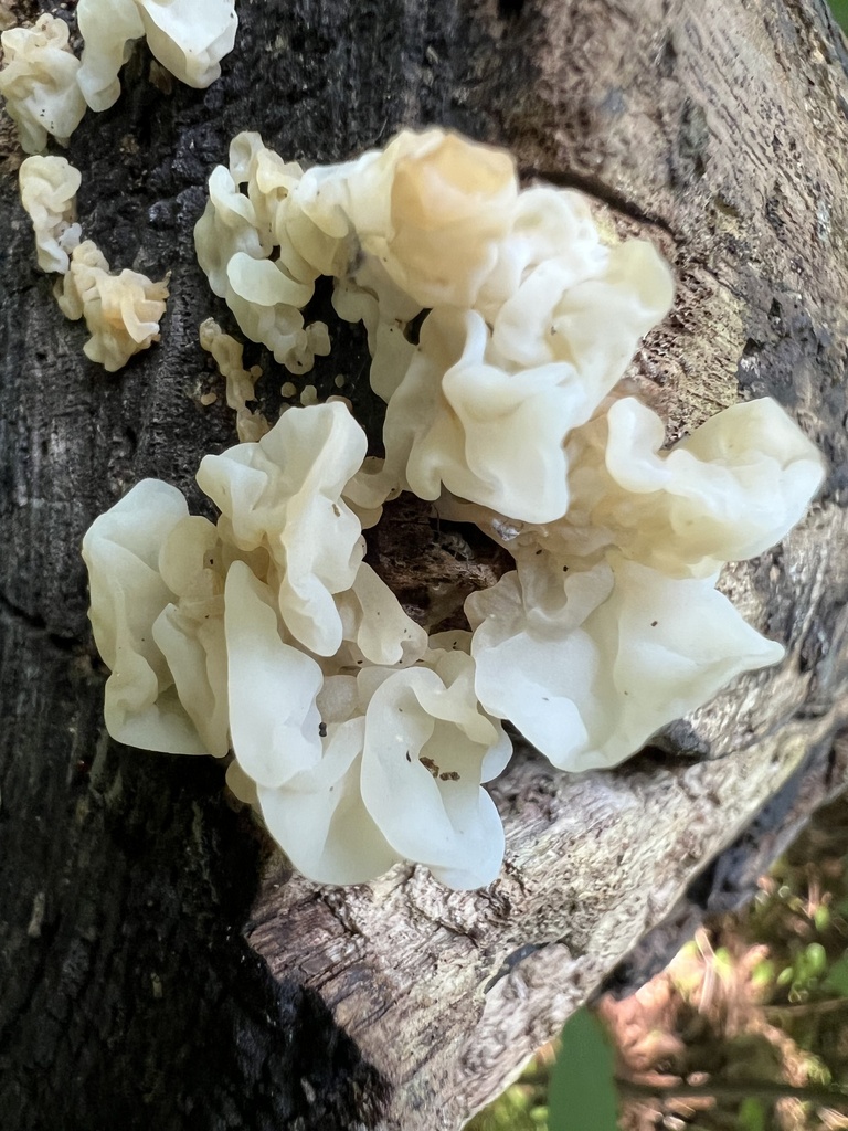 white jelly fungus · July 2026 · photo: Photo: (c) Mark Richman, some rights reserved (CC BY) · iNaturalist