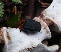 Oiceoptoma thoracicum