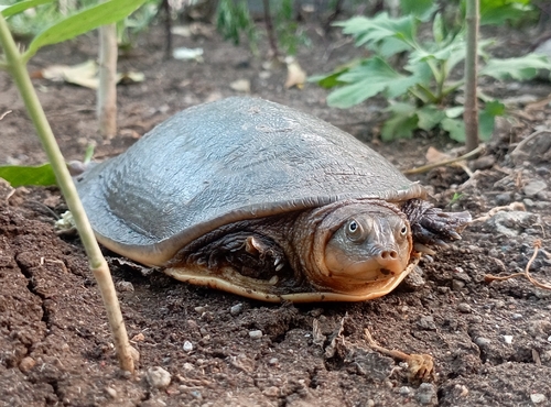 Indian Flapshell Turtle