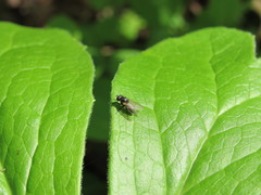 Diptera