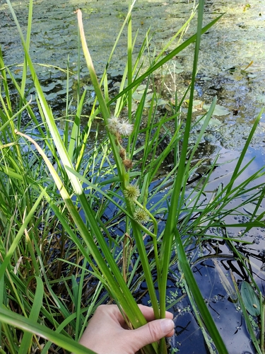 Наблюдение на iNaturalist