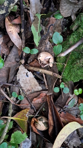 Collared Earthstar