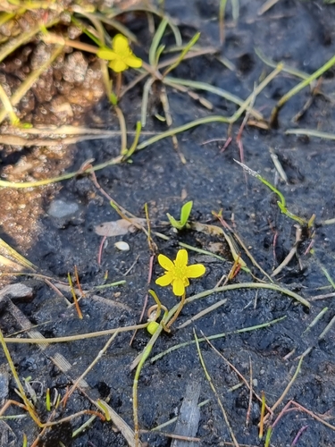 Creeping Spearwort