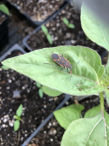 Boxelder bug