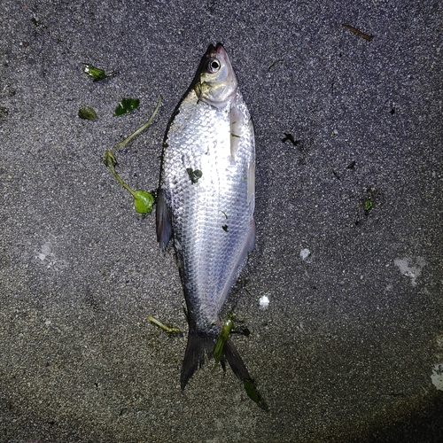 Freshwater bream (Parabramis pekinensis) — Cyprinidae — 4