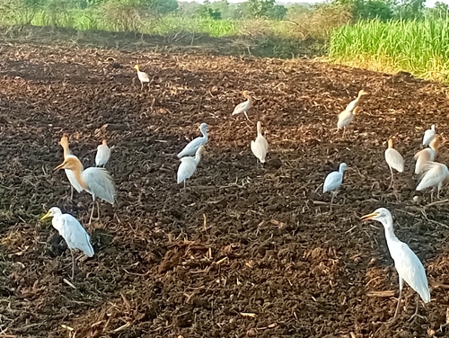 Eastern Cattle-Egret