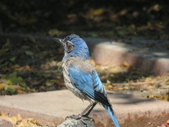 Aphelocoma californica