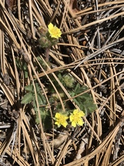Potentilla subviscosa