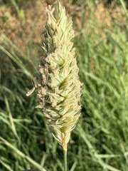 Phalaris aquatica, photograph (c) Ed Alverson, some rights reserved (CC BY)