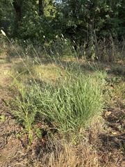 Phalaris aquatica, photograph (c) Ed Alverson, some rights reserved (CC BY)
