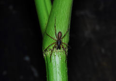 Megalostrata