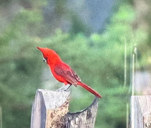 Vermilion Cardinal (Cardinalis phoeniceus), photo 3