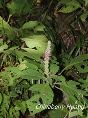 Comanthosphace formosana