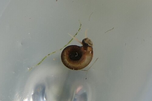 Planorbis carinatus observed 2026-07-16