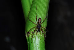 Megalostrata