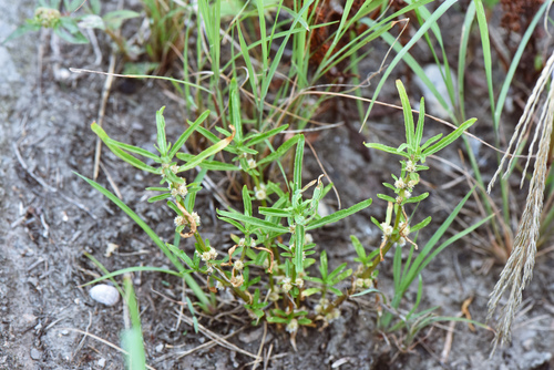 Sessile joyweed (Alternanthera sessilis)