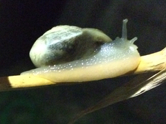 Otala lactea
