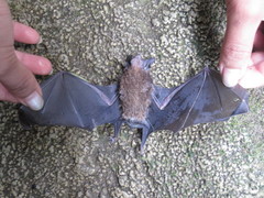 Emballonuridae