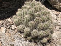 Echinocereus