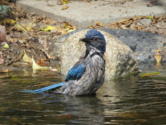 Aphelocoma californica