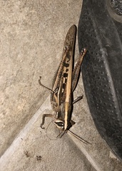 Schistocerca subspurcata