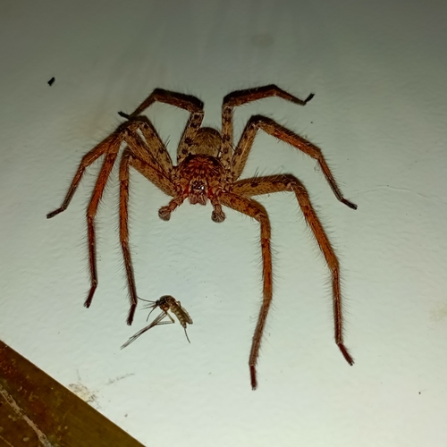 Pantropical Huntsman Spider
