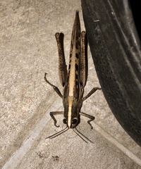 Schistocerca subspurcata