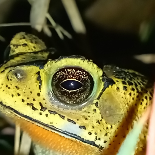 Asian Common Toad
