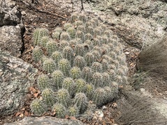 Echinocereus