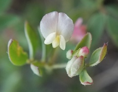 Acmispon parviflorus