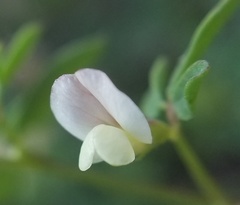 Acmispon parviflorus