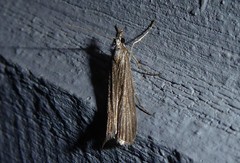 Eudonia atmogramma