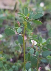 Acmispon parviflorus