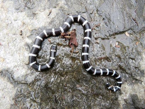 Eastern Bandy Bandy sighting