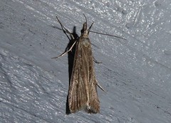 Eudonia atmogramma