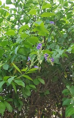 Duranta erecta