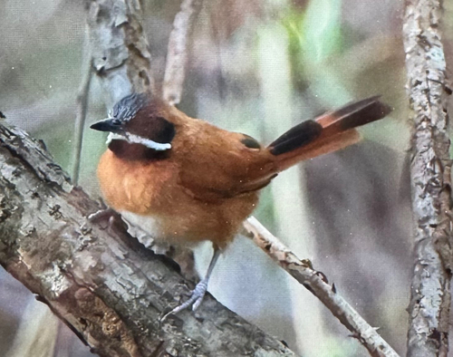 White-whiskered Spinetail (Synallaxis candei)