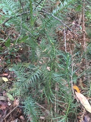 Cunninghamia lanceolata