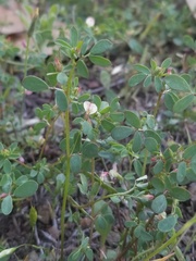 Acmispon parviflorus