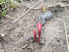Zephyranthes fosteri