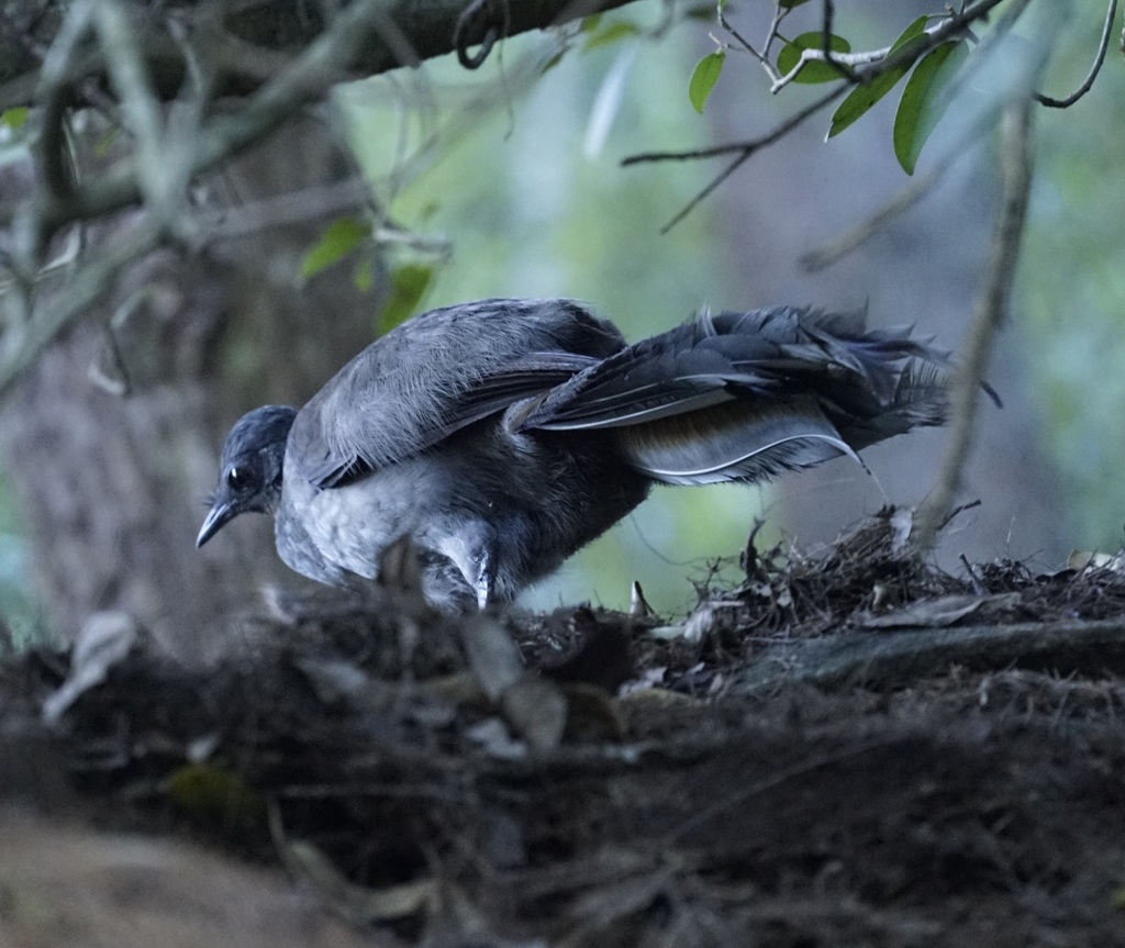 Superb lyrebird (Menura novaehollandiae)