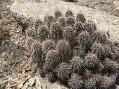 Echinocereus
