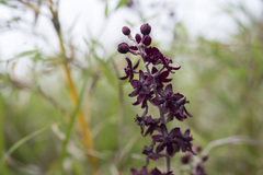 (c) Licheng Shih, some rights reserved (CC BY) Veratrum formosanum, photograph (c) Licheng Shih, some rights reserved (CC BY)