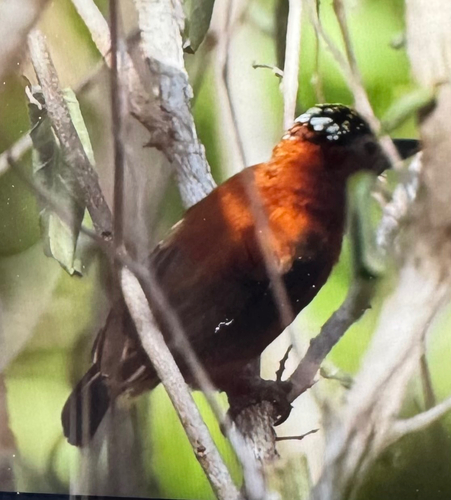 Chestnut Piculet (Picumnus cinnamomeus), photo 1