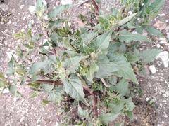 Mirabilis longiflora