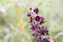 (c) Licheng Shih, some rights reserved (CC BY) Veratrum formosanum, photograph (c) Licheng Shih, some rights reserved (CC BY)