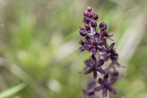 Veratrum formosanum, photograph 3